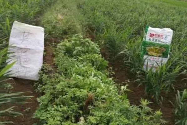 生姜如何施肥产量高，根据生姜需肥特点选用底肥