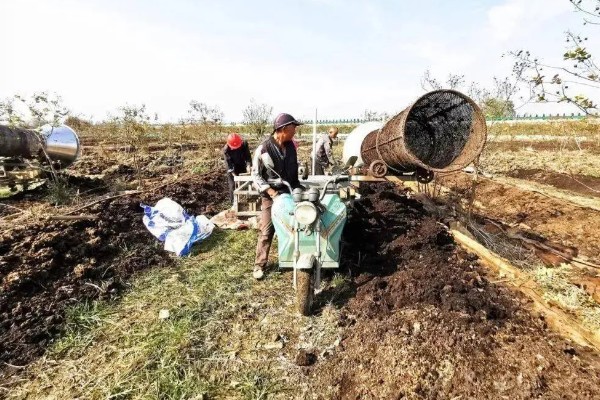 生姜如何施肥产量高，根据生姜需肥特点选用底肥