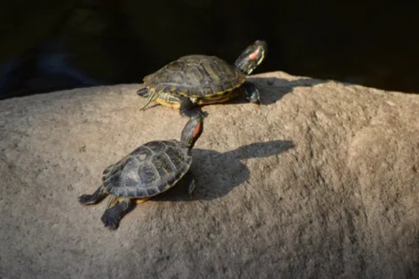 乌龟肺炎如何治疗，需隔离病龟并提高水温