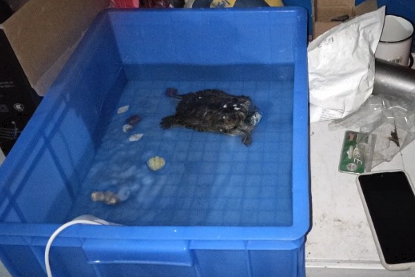 乌龟肺炎如何治疗，需隔离病龟并提高水温