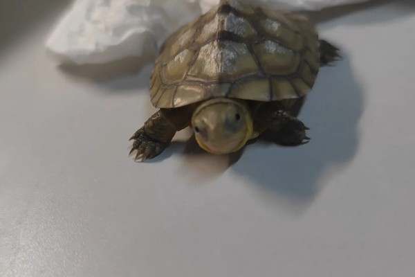 乌龟肺炎如何治疗，需隔离病龟并提高水温