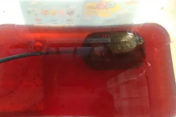 乌龟肺炎如何治疗，需隔离病龟并提高水温