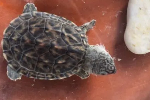 乌龟肺炎如何治疗，需隔离病龟并提高水温