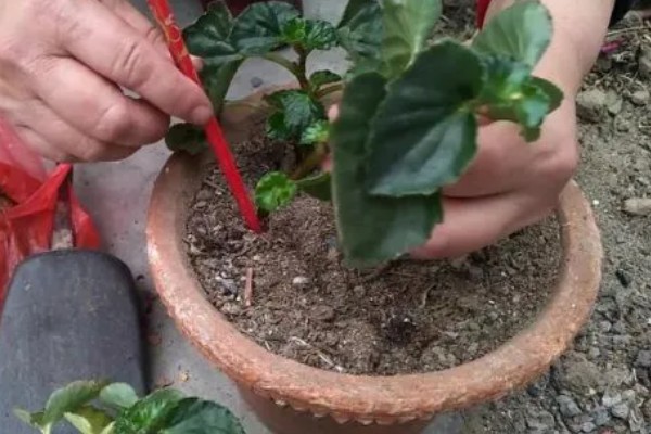 海棠能不能扦插,扦插可以提高成活率