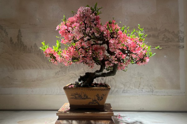 海棠能不能扦插,扦插可以提高成活率