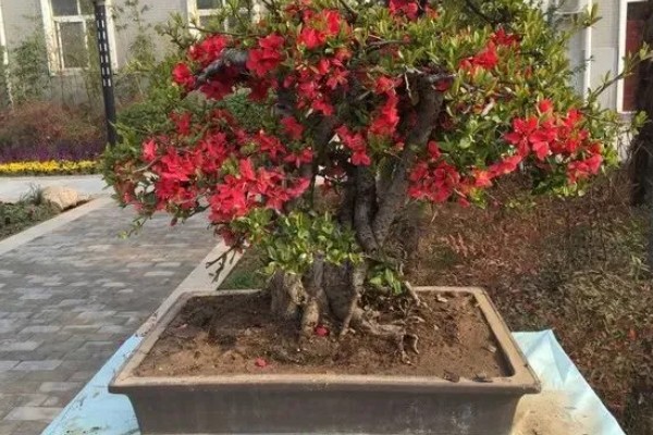 海棠能不能扦插,扦插可以提高成活率