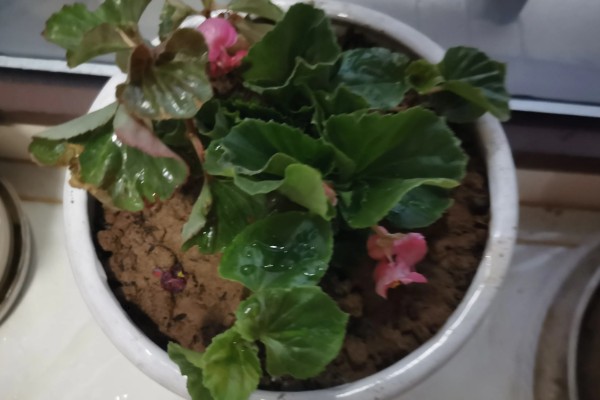 海棠能不能扦插,扦插可以提高成活率