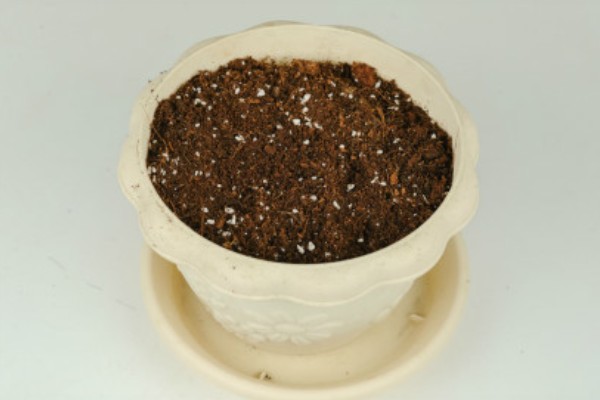 海棠能不能扦插,扦插可以提高成活率