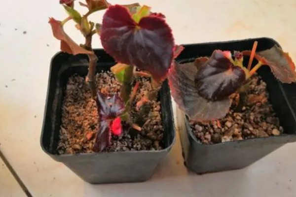 海棠能不能扦插,扦插可以提高成活率