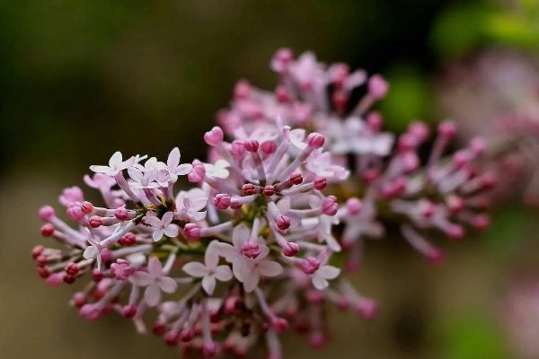 丁香花有什么寓意，代表爱情和谦虚