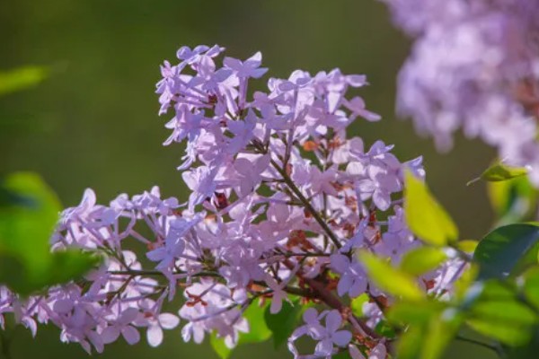 丁香花有什么寓意，代表爱情和谦虚