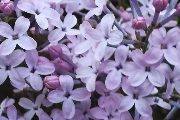 丁香花有什么寓意，代表爱情和谦虚