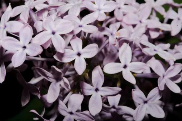 丁香花有什么寓意，代表爱情和谦虚