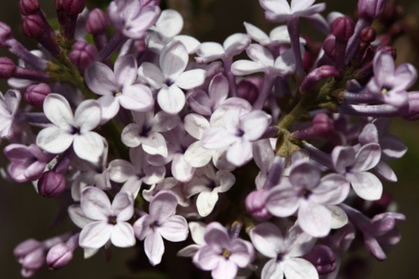 丁香花有什么寓意，代表爱情和谦虚