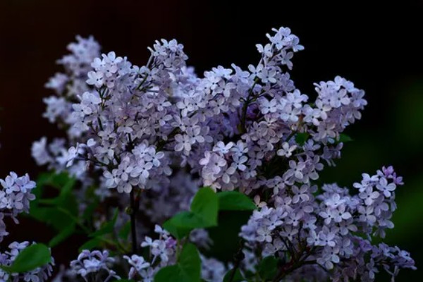 丁香花有什么寓意，代表爱情和谦虚