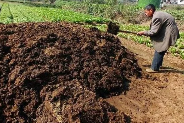 生姜如何施肥产量高，根据生姜需肥特点选用底肥
