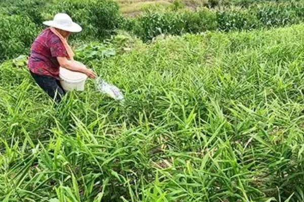 生姜如何施肥产量高，根据生姜需肥特点选用底肥