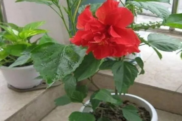 扶桑花对光照要求高吗，对光照要求较高