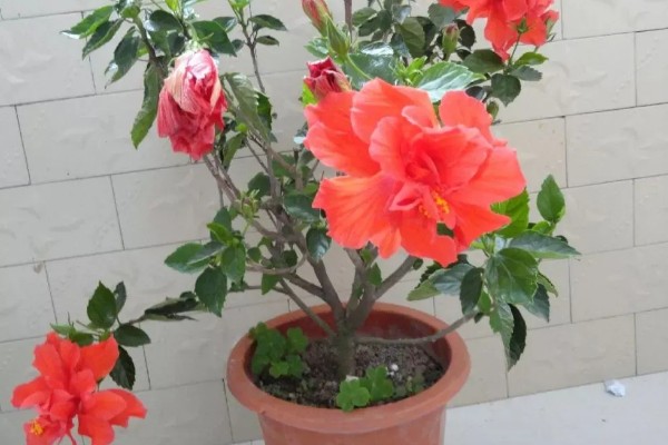 扶桑花对光照要求高吗，对光照要求较高