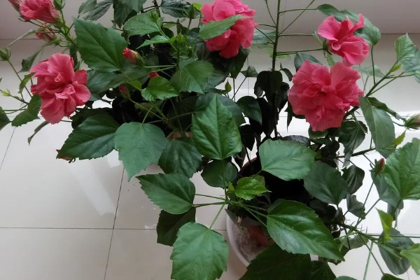 扶桑花对光照要求高吗，对光照要求较高