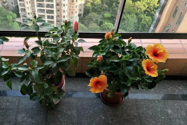 扶桑花对光照要求高吗，对光照要求较高