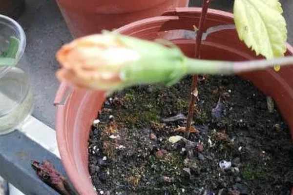 扶桑花对光照要求高吗，对光照要求较高