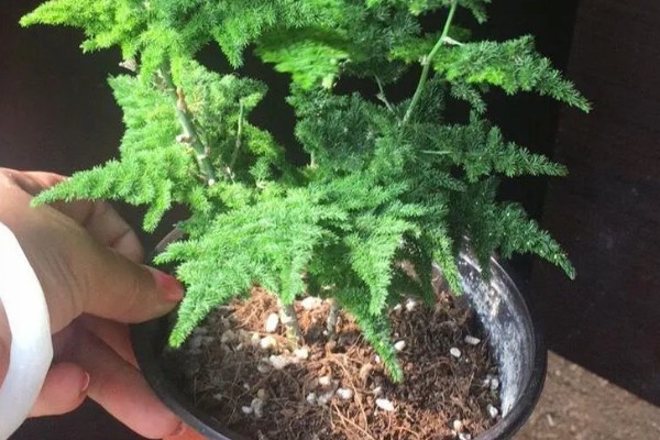 怎么养文竹小苗，选择透气性好的花盆养殖