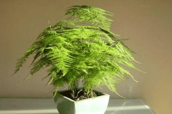 怎么养文竹小苗，选择透气性好的花盆养殖