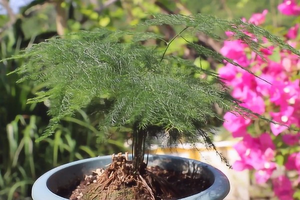 怎么养文竹小苗，选择透气性好的花盆养殖