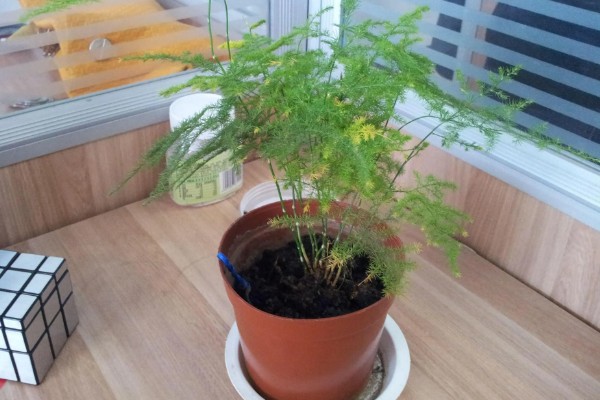 怎么养文竹小苗，选择透气性好的花盆养殖