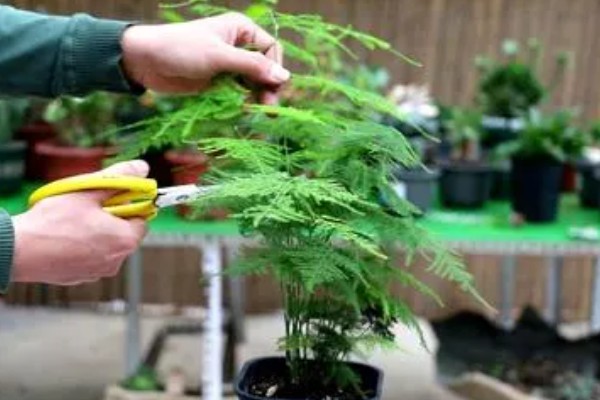 怎么养文竹小苗，选择透气性好的花盆养殖