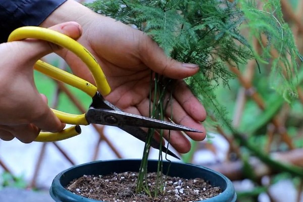 怎么养文竹小苗，选择透气性好的花盆养殖