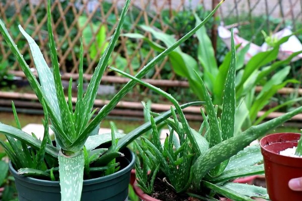 芦荟怎么栽培，通常5-10天浇一次