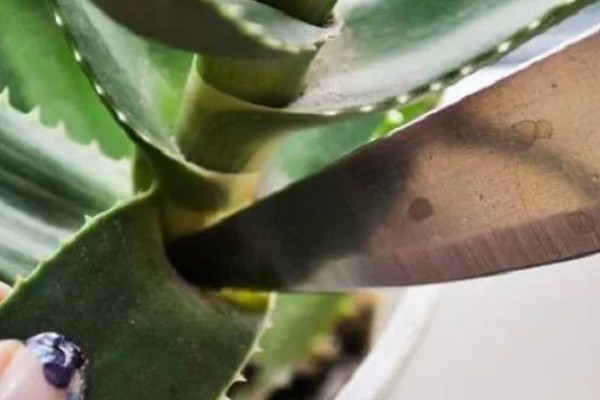 芦荟怎么栽培，通常5-10天浇一次
