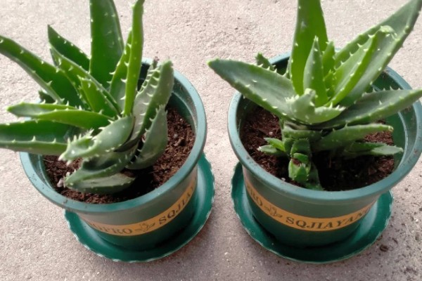 芦荟怎么栽培，通常5-10天浇一次