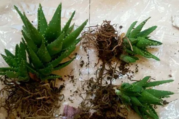 芦荟怎么栽培，通常5-10天浇一次