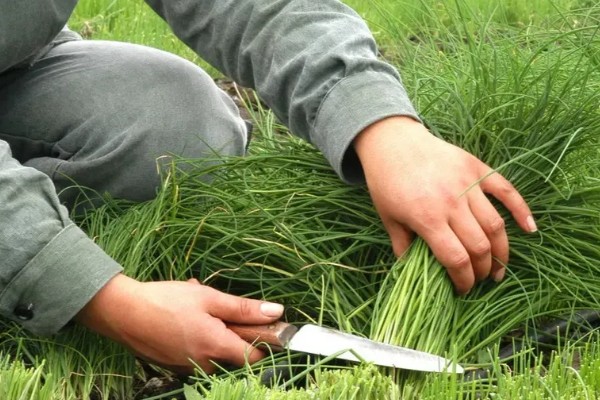 韭菜出现白斑如何处理,要及时剪去有白斑的叶子