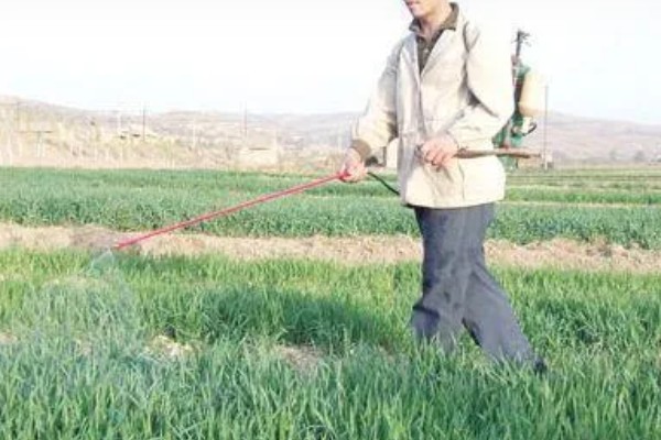 韭菜出现白斑如何处理,要及时剪去有白斑的叶子