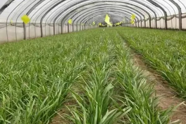 韭菜出现白斑如何处理,要及时剪去有白斑的叶子