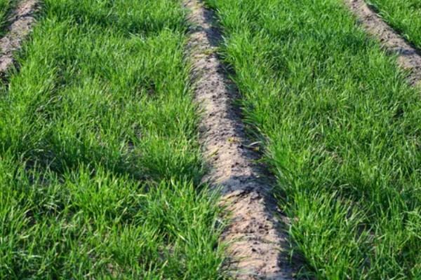 韭菜出现白斑如何处理,要及时剪去有白斑的叶子