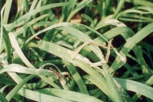韭菜出现白斑如何处理,要及时剪去有白斑的叶子