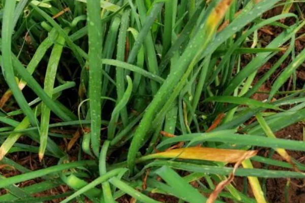 韭菜出现白斑如何处理,要及时剪去有白斑的叶子