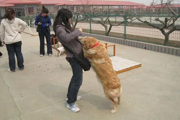狗喜欢扑人应该如何改善，忽略它的热情等它平静后再互动