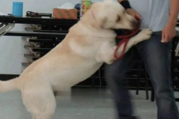 狗喜欢扑人应该如何改善，忽略它的热情等它平静后再互动