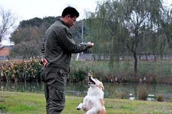 狗喜欢扑人应该如何改善，忽略它的热情等它平静后再互动