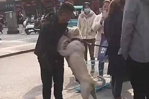 狗喜欢扑人应该如何改善，忽略它的热情等它平静后再互动