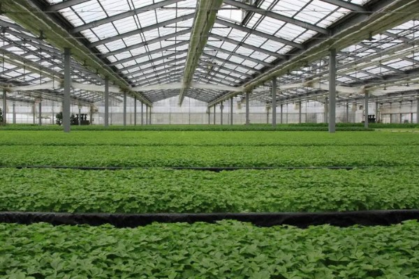 智能农业的基础，是农业数字化