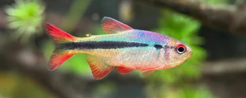 灯鱼是冷水鱼吗，不是冷水鱼而是一种热带鱼
