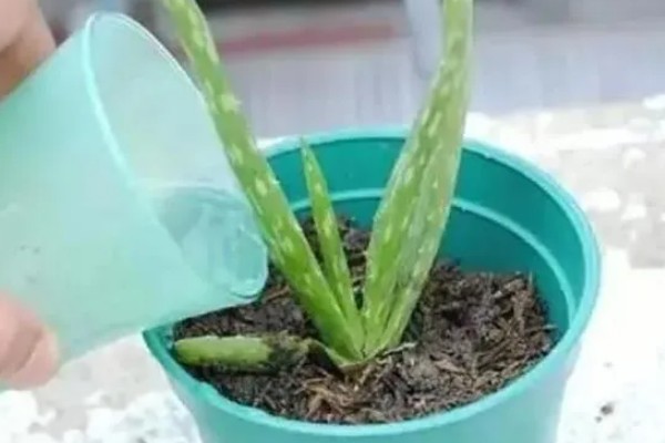 芦荟怎么栽培，通常5-10天浇一次