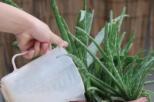 芦荟怎么栽培，通常5-10天浇一次